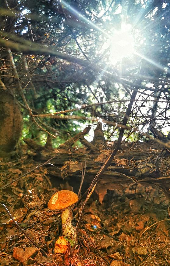 Grzyb - koźlarz - z jasnym pomarańczowym kapeluszem, las, słońce