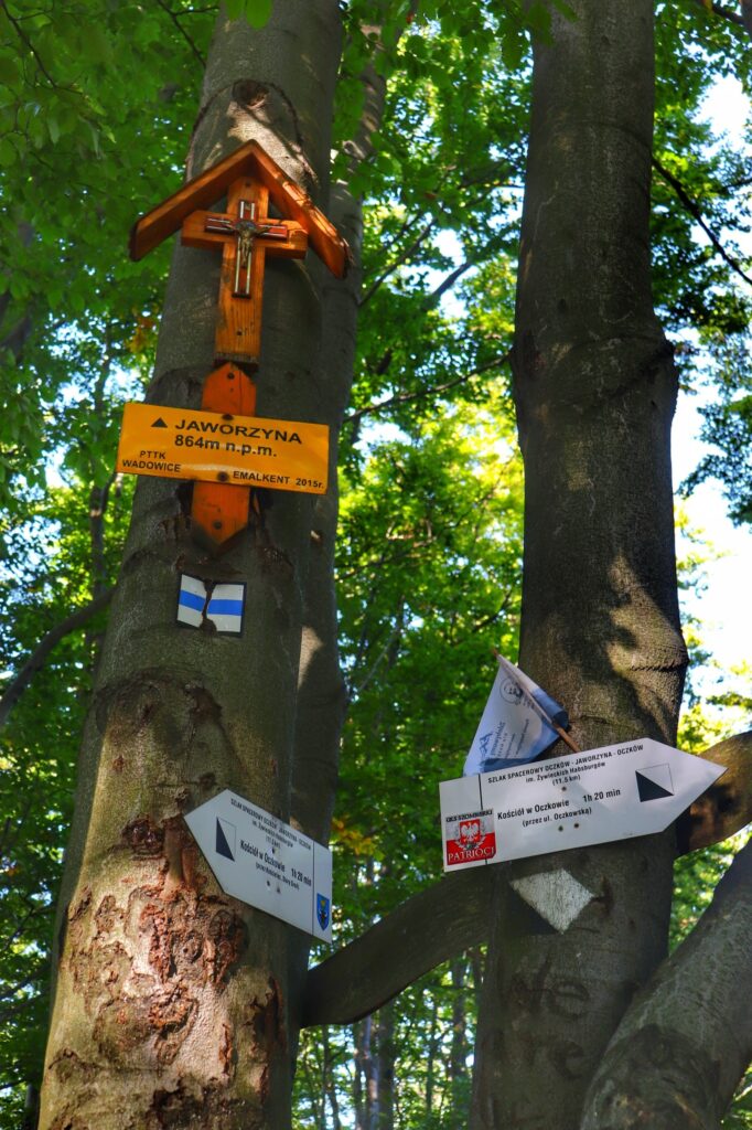 Drzewo, żółta tabliczka oznaczająca szczyt Jaworzyna w Beskidzie Małym, las