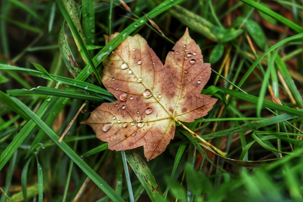 Jasny, jesienny liść klonu leżący w trawie, krople rosy
