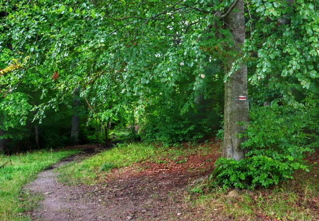 Leśna ścieżka na czerwonym szlaku w Zwardoniu
