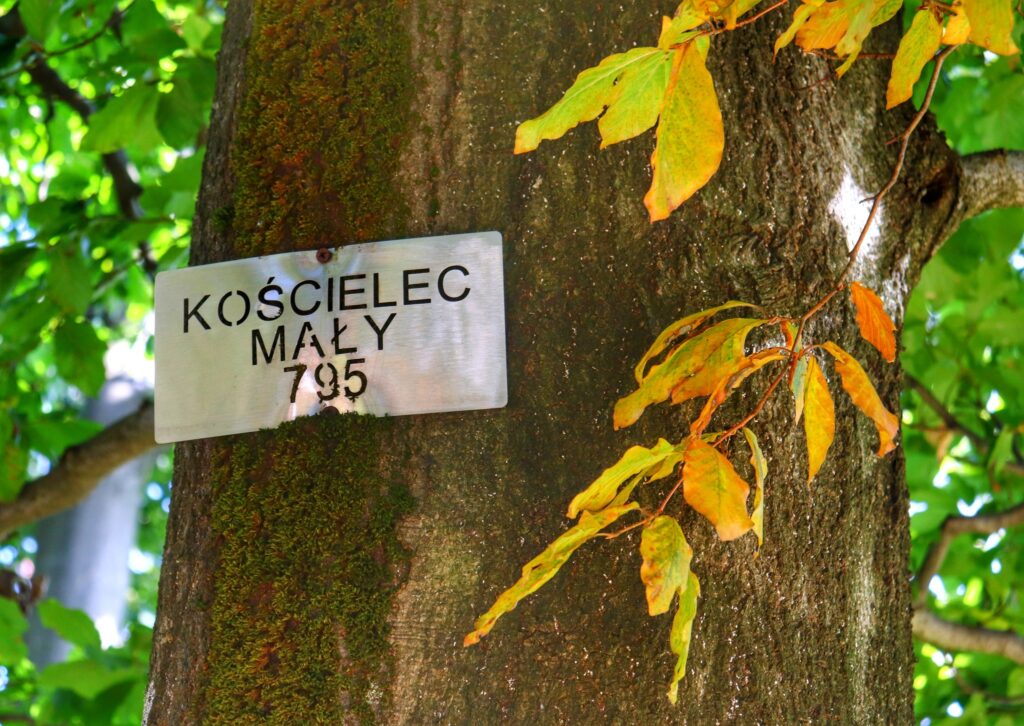 Oznaczenie na drzewie szczytu Kościelec Mały (biała kartka) w Beskidzie Małym