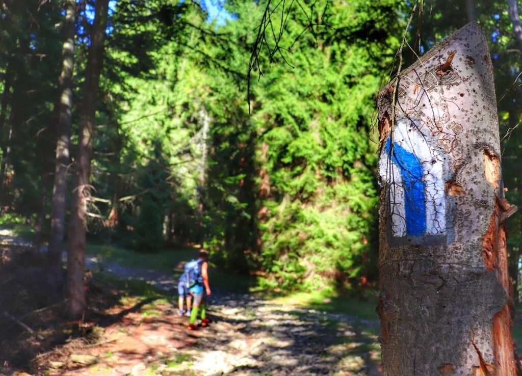 Oznaczenie na drzewie - szlak niebieski skręca w lewo, droga leśna, w oddali turyści, słoneczny dzień