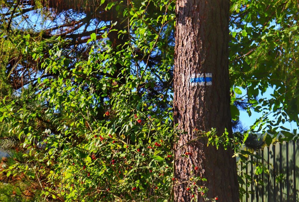 Oznaczenie szlaku niebieskiego na drzewie