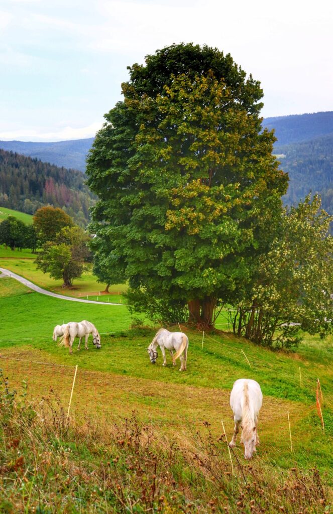 Polana - Cieńków w Wiśle, białe konie, drzewo