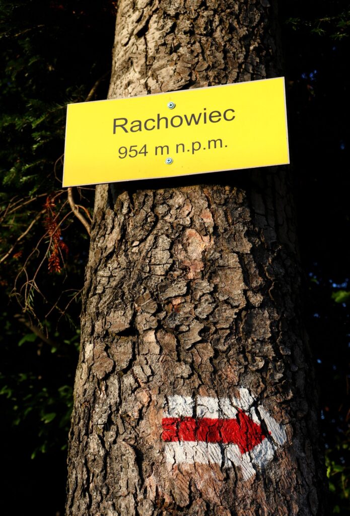 Żółta tabliczka na szczycie Rachowiec 954 m n.p.m. w Beskidzie Żywieckim, oznaczenie szlaku czerwonego