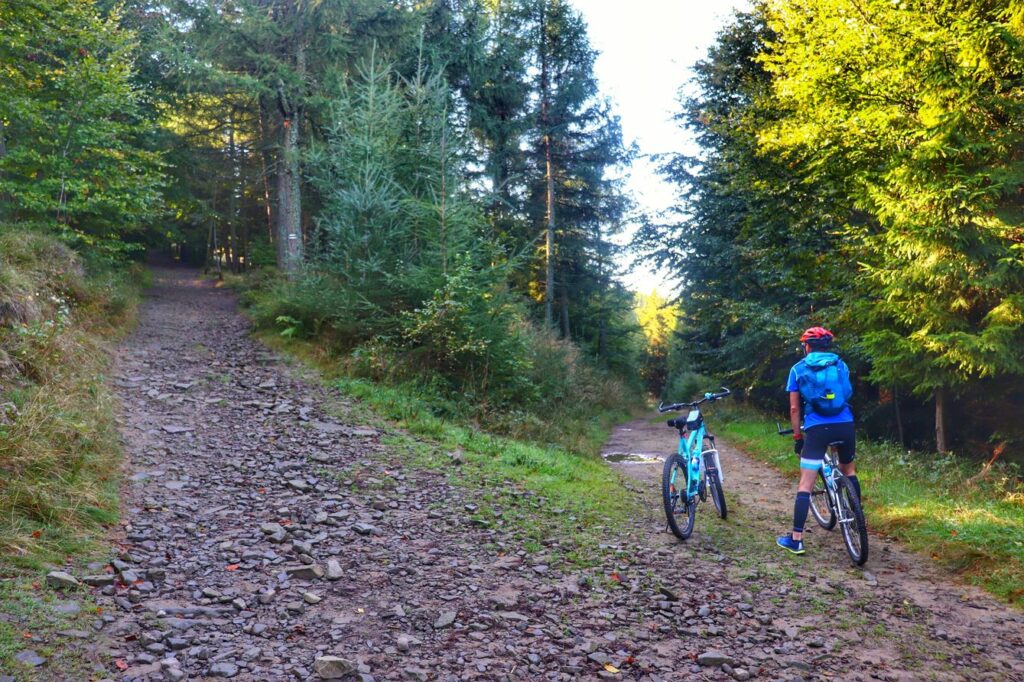Rozwidlenie drogi leśnej, szlak zielony na Magurkę Wilkowicką w lewo, rowerzysta