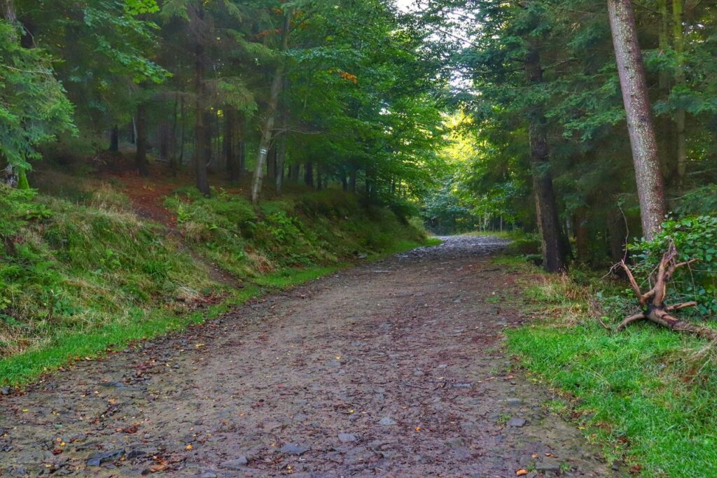 Szeroka droga leśna, zielony szlak na Magurkę Wilkowicką w Beskidzie Małym