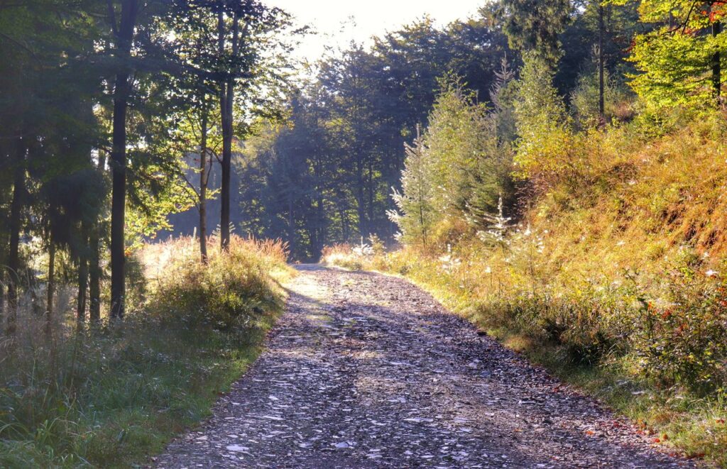 Szeroka droga leśna na Przełęczy Przegibek w Beskidzie Małym, słoneczny, jesienny dzień