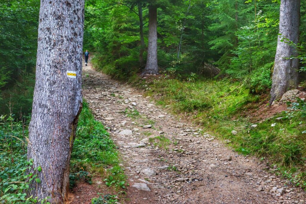 Szeroka i kamienista droga idąca przez las na żółtym szlaku w Wiśle