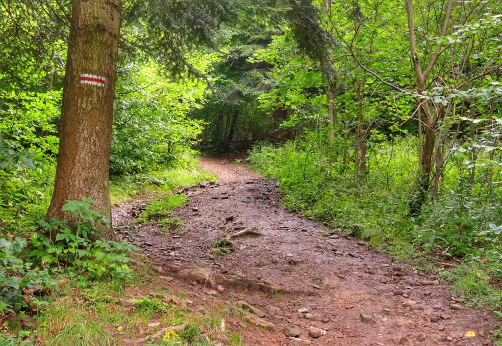 Szeroka leśna ścieżka na czerwonym szlaku na Rachowiec