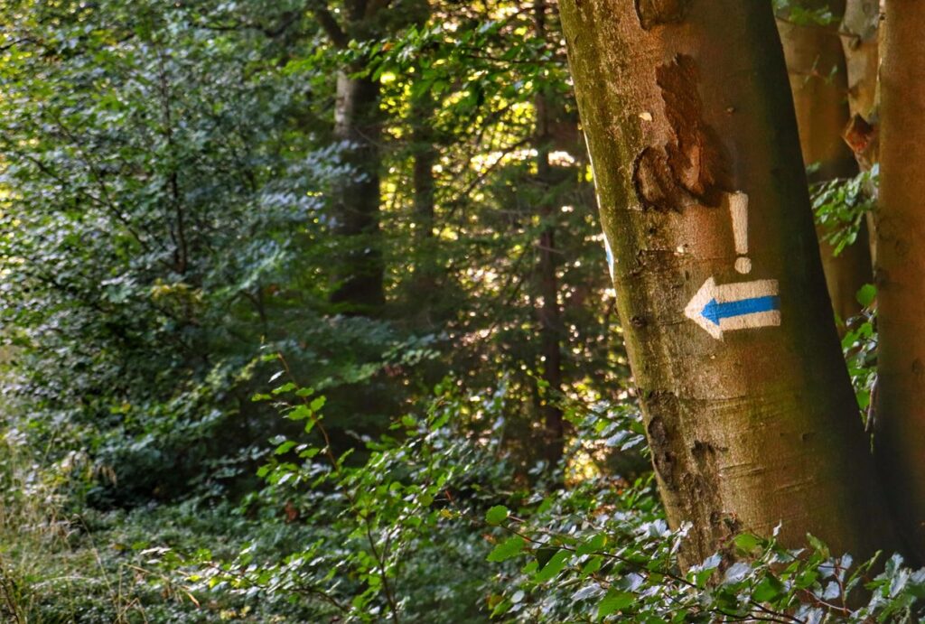 Oznaczenie na drzewie skrętu szlaku niebieskiego w lewo na Halę Jaworową