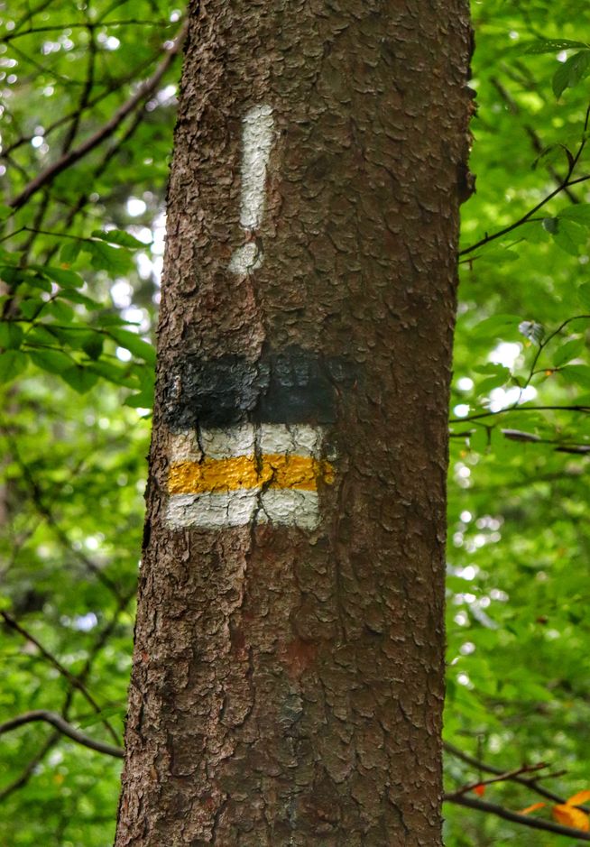 Oznaczenie szlaku żółtego na drzewie, biały wykrzyknik ostrzegający przed zmianą kierunku dalszej wędrówki szlakiem żółtym 