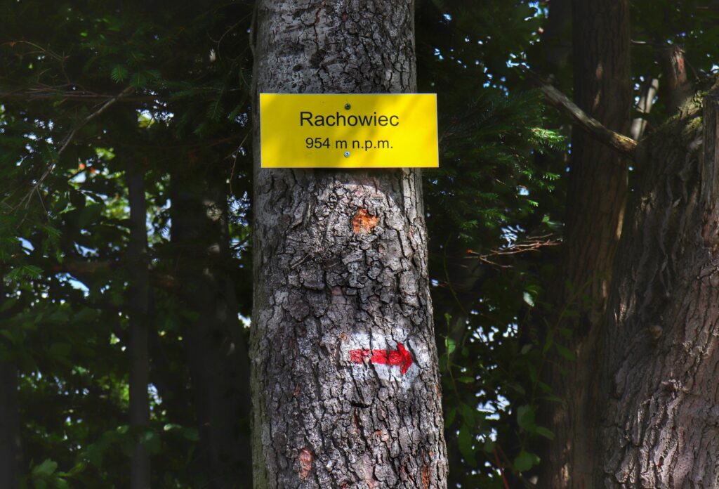Żółta tabliczka wisząca na drzewie, oznaczająca szczyt Rachowiec w Beskidzie Żywieckim, strzałka wskazująca kierunek przebiegu szlaku czerwonego 