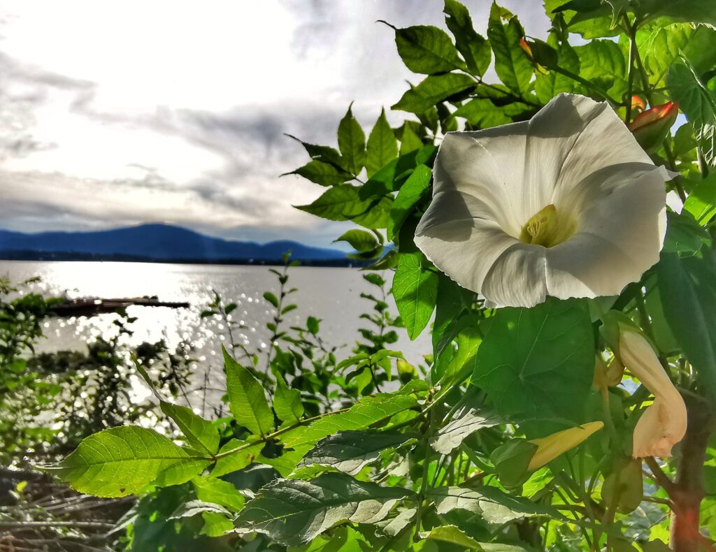 Biały kwiat, widok na Jezioro Żywieckie, w tle Beskidy