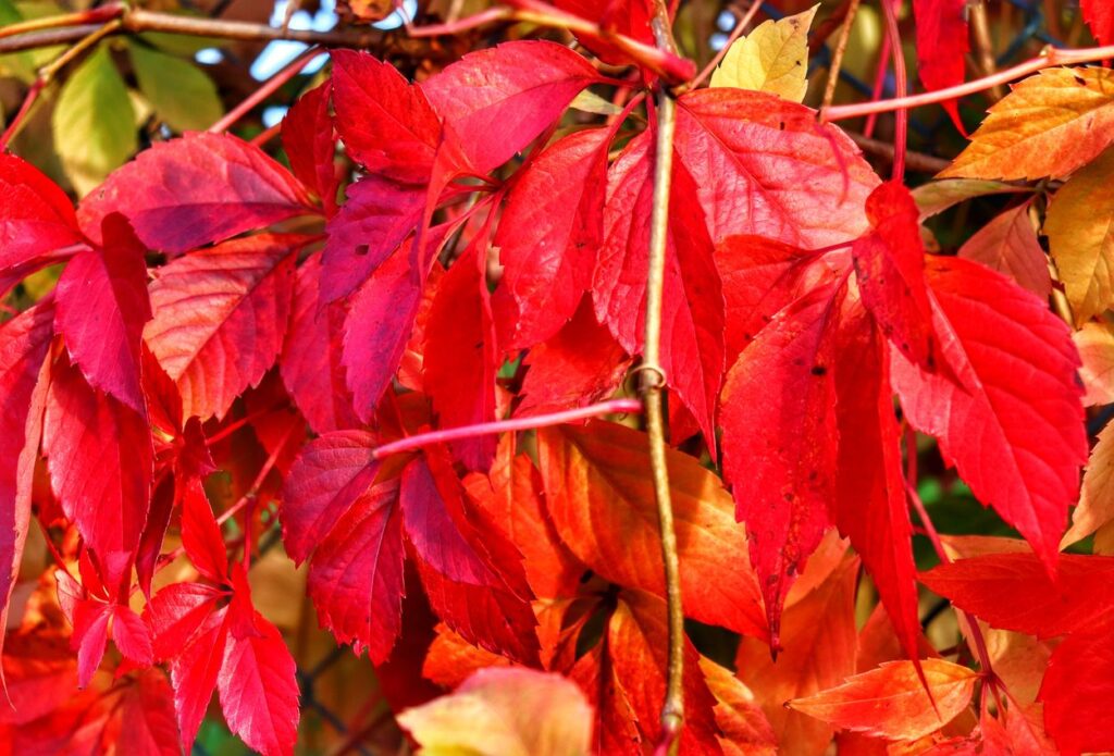 Czerwone liście, jesień
