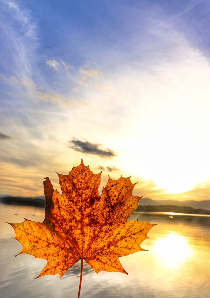 Jesienny liść na tle zachodzącego słońca nad Jeziorem Żywieckim 