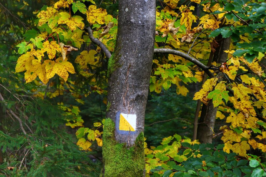 Oznaczenie szlaku żółtego spacerowego na drzewie - Źródło Olzy - Istebna, żółte liście, jesień