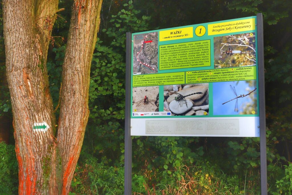 Tablica informacyjna 1 - WAŻKI, ścieżka przyrodniczo-dydaktyczna brzegiem Soły - Jezioro Żywieckie