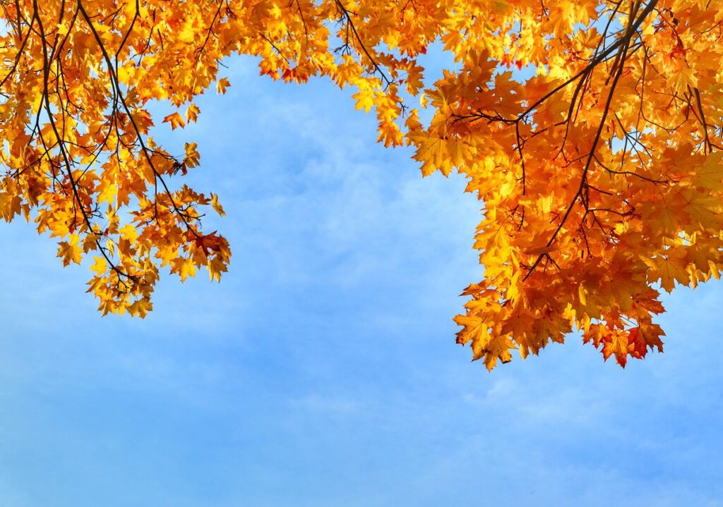 Żółte liście, niebieskie niebo, jesień
