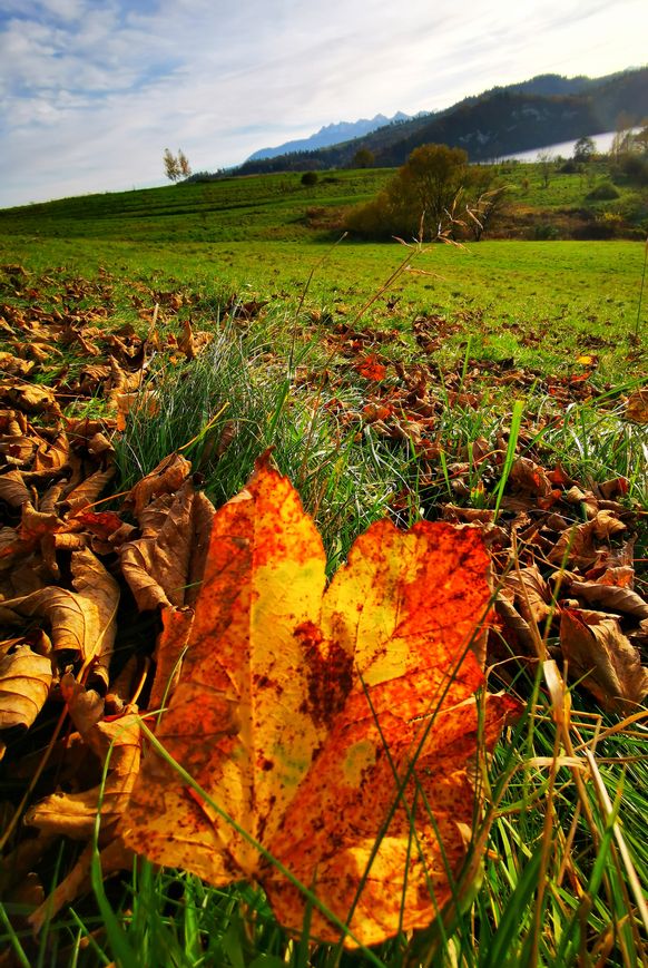 Żółty jesienny liść, polana widokowa w Czorsztynie