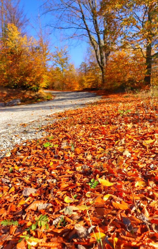 Jesień w Wiśle, pnąca się w górę brukowana droga, dywan z liści 
