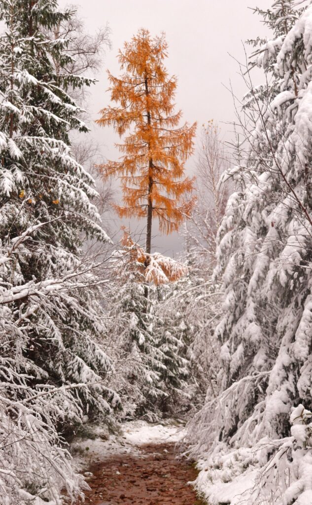Jesień na niebieskim szlaku w Wiśle, śnieg