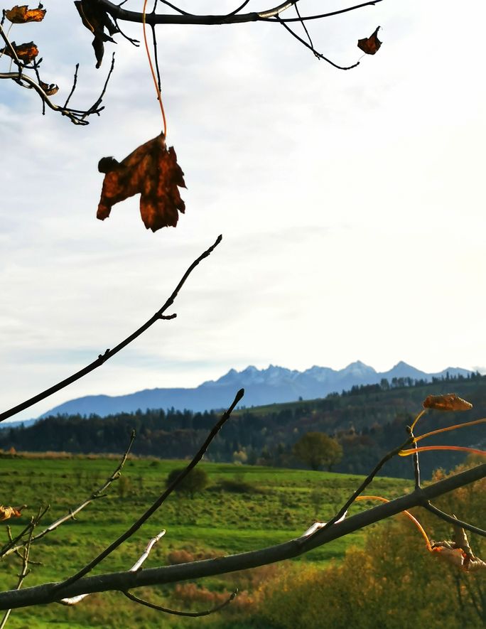 Jesienny liść, widok na tatrzańskie szczyty