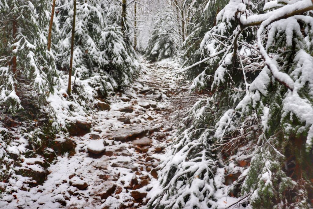 Kamienista ścieżka leśna pokryta śniegiem