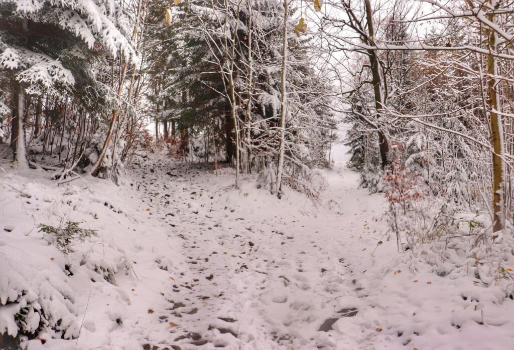 Rozwidlenie drogi leśnej na niebieskim szlaku w Wiśle, miejsce skrętu szlaku niebieskiego w lewo, śnieg