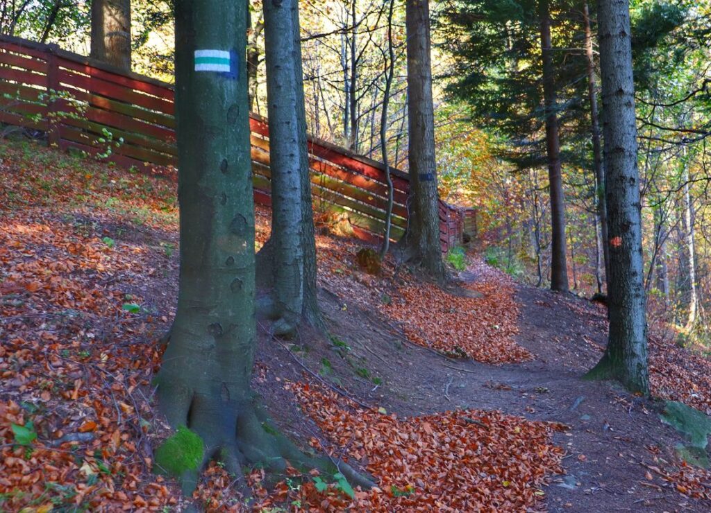 Wąska ścieżka prowadząca przez las, zielony szlak w Wiśle 