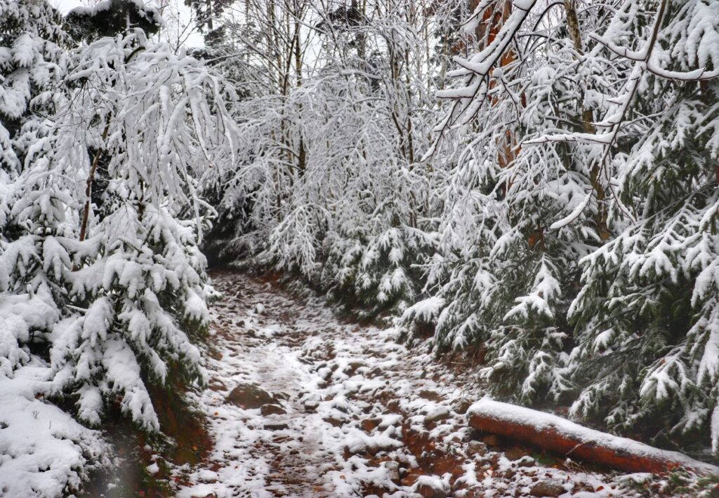 Ścieżka leśna, kamienie, śnieg