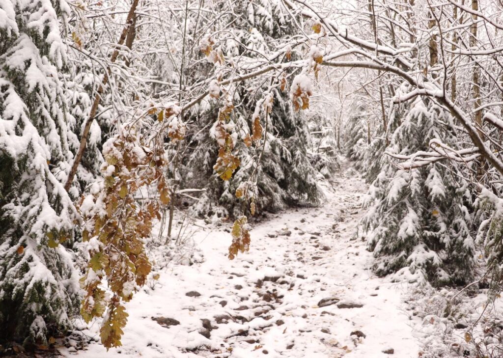 Szeroka i kamienista ścieżka leśna pokryta śniegiem