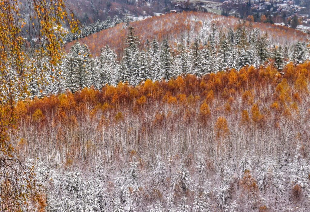 Widok, drzewa - jesienno-zimowe, Krzakoska Skała - Wisła