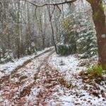 Zaśnieżona, szeroka droga leśna, oznaczenie szlaku niebieskiego na drzewie