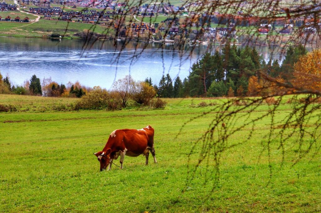 Widok na pole, krówkę, Jezioro Czorsztyńskie z trasy rowerowej Velo Czorsztyn