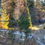 Ścieżka na szlaku żółtym, Sopotnia Wielka, w oddali drewniana chata