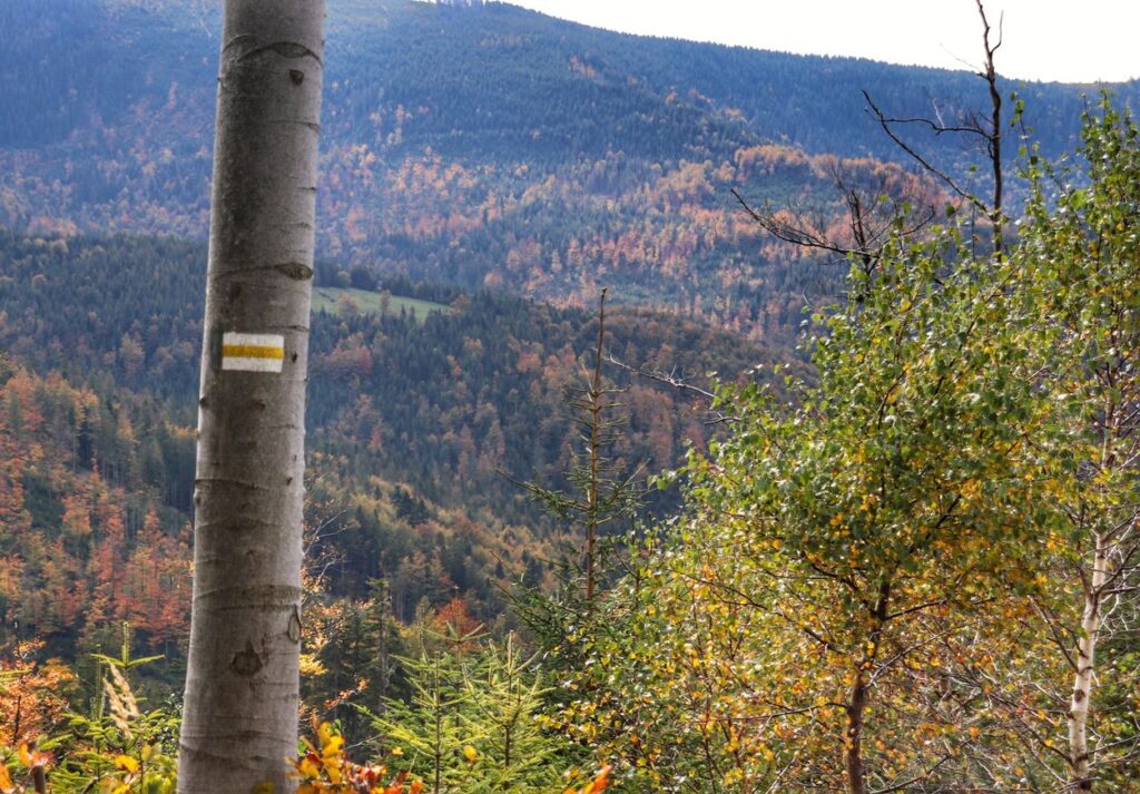 Oznaczenie szlaku w kolorze żółtym na drzewie, Beskid Śląski