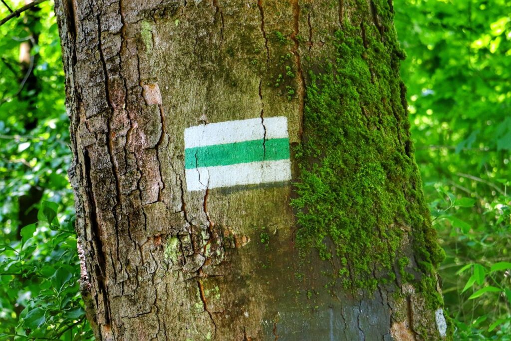 Oznaczenie szlaku zielonego na drzewie, Ojcowski Park Narodowy