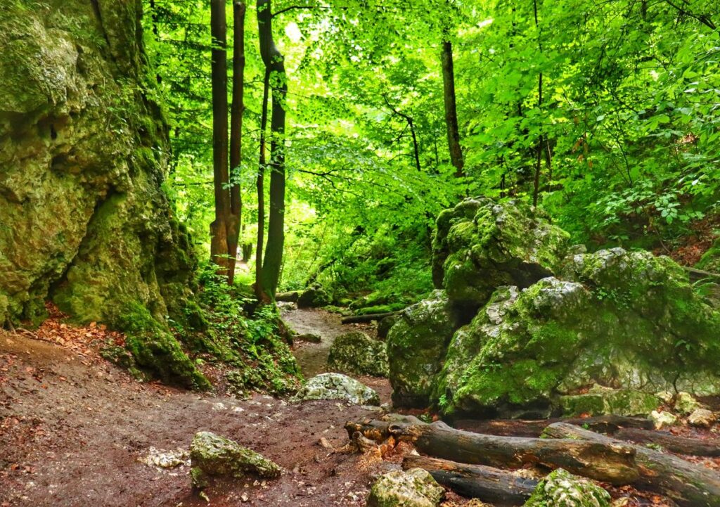 Skały, las, szlak niebieski - Ojcowski Park Narodowy