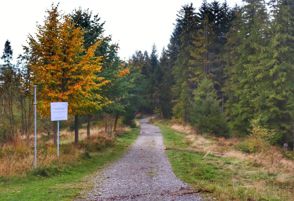 Szeroka droga leśna na żółtym szlaku w Wiśle, jesień