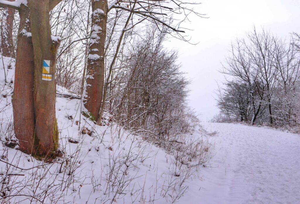 Szeroka i zaśnieżona droga na żółtym szlaku na Średni Grojec w Żywcu