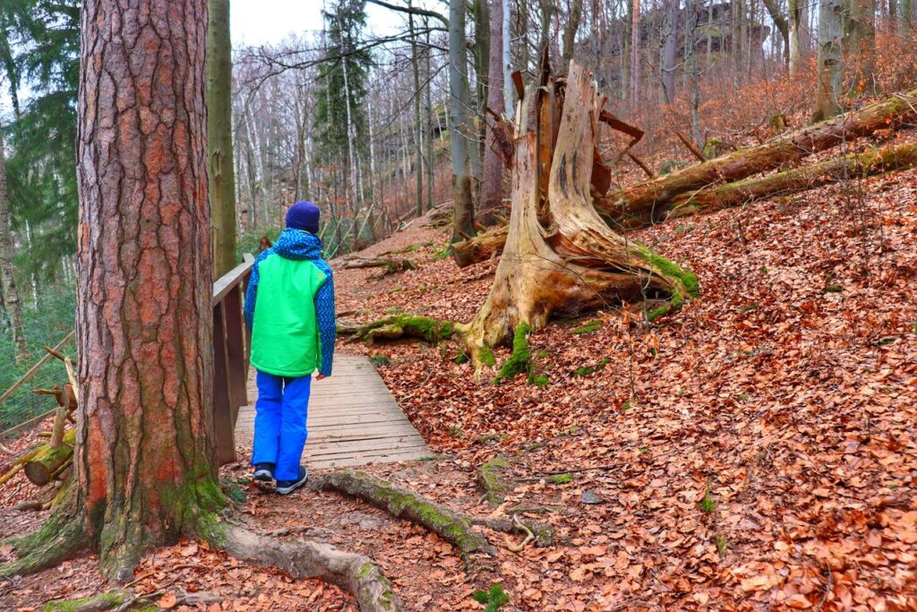 Dziecko, las, drewniana kładka szlak czarny - Zamek Chojnik