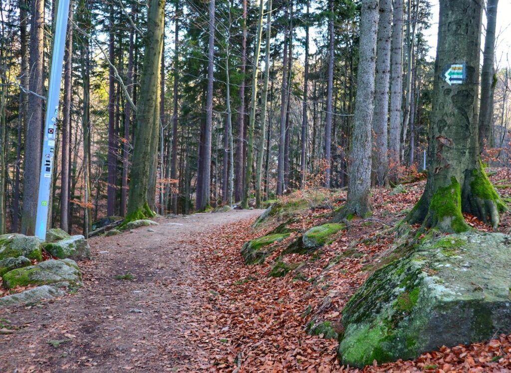 Karkonoski las, miejsce skrętu szlaku zielonego w lewo
