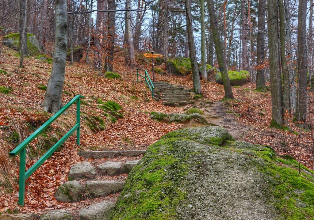 Las, kamienne schody, Góra Witosza w Karkonoszach