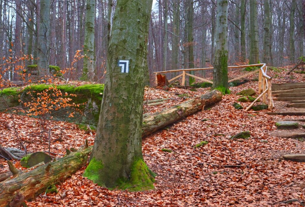Karkonoski las, miejsce skrętu szlaku czarnego w lewo, skała Skalny Grzyb - kierunek - Zamek Chojnik