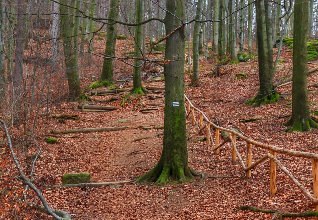 Podejście przez las, szlak czarny - Zamek Chojnik