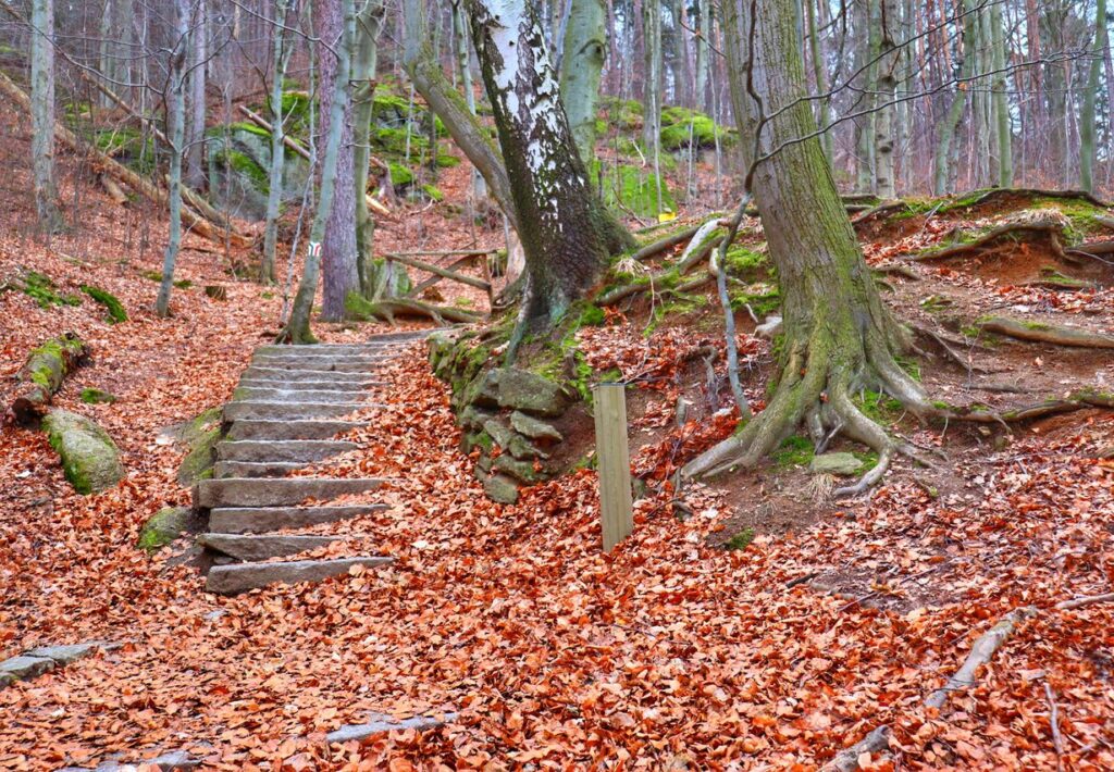 Skalne schody, las, Płaski Kamień w Karkonoszach