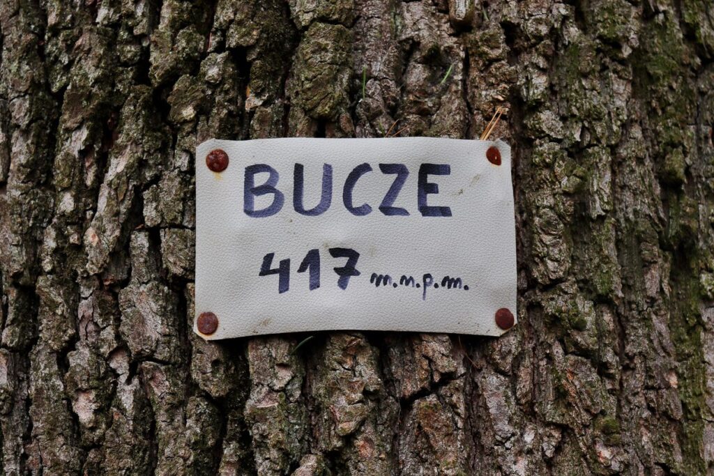 Drzewo, oznaczenie wzgórza Bucze 417 m n.p.m.