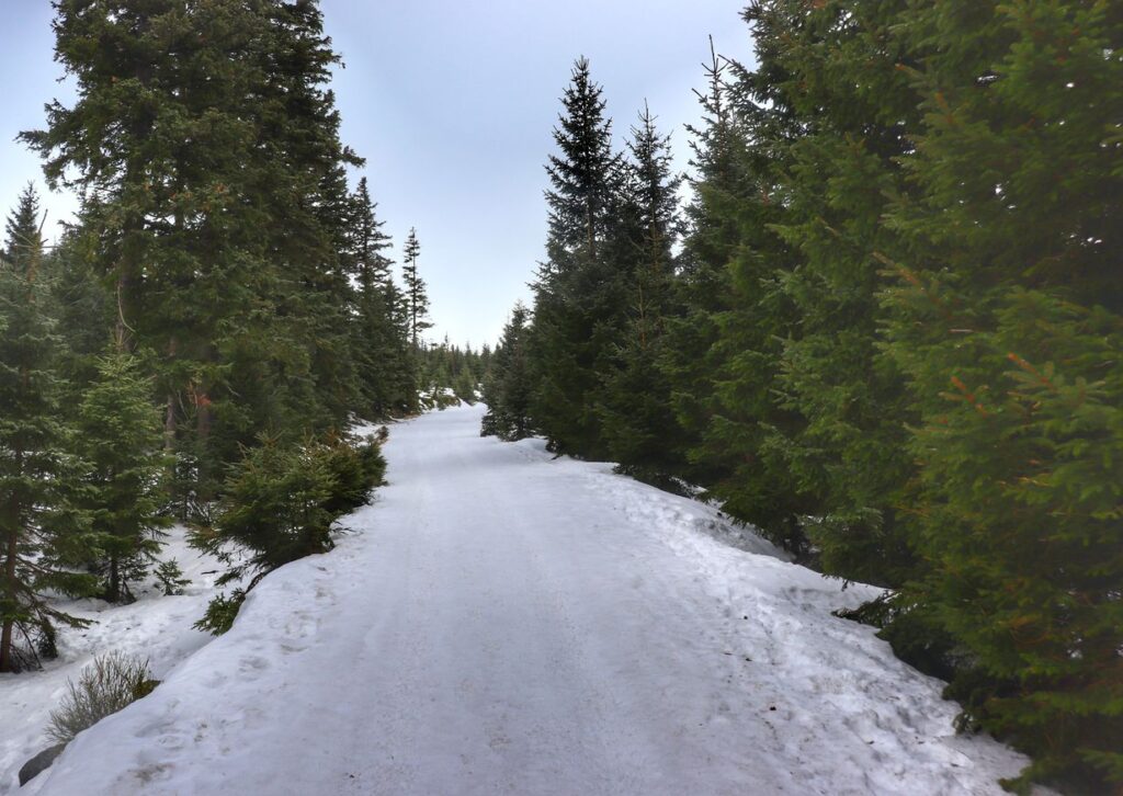 Droga, śnieg, karkonoski las