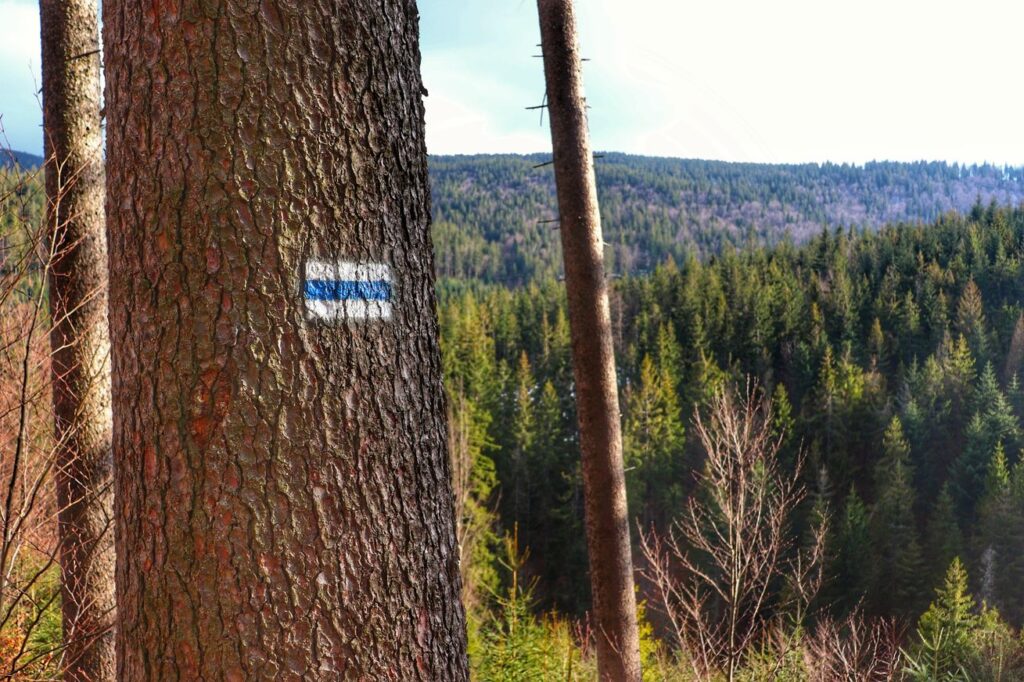 Drzewo, oznaczenie szlaku niebieskiego